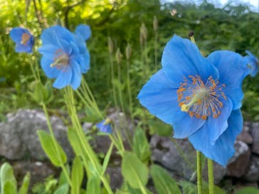 竜王マウンテンリゾート SORA terrace（ソラテラス）に投稿された画像（2021/7/28）