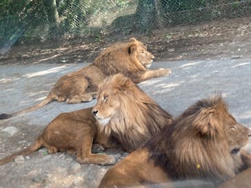 群馬サファリパークに投稿された画像（2021/7/28）