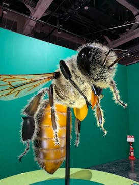特別展「昆虫」(名古屋市科学館)に投稿された画像（2021/7/28）