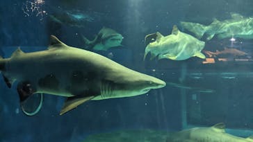 アクアワールド茨城県大洗水族館に投稿された画像（2021/7/28）