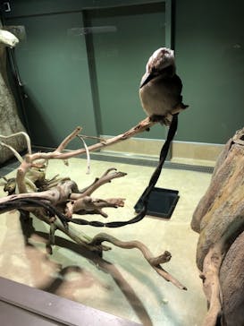 カワスイ 川崎⽔族館に投稿された画像（2021/7/28）