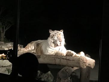 群馬サファリパークに投稿された画像（2021/7/28）