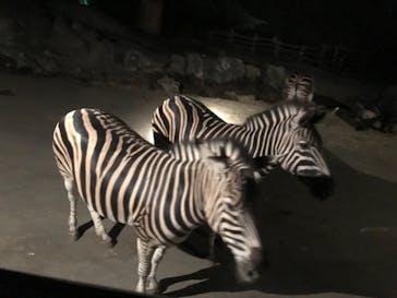 群馬サファリパークに投稿された画像（2021/7/28）