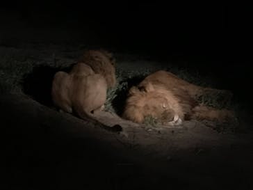 群馬サファリパークに投稿された画像（2021/7/28）