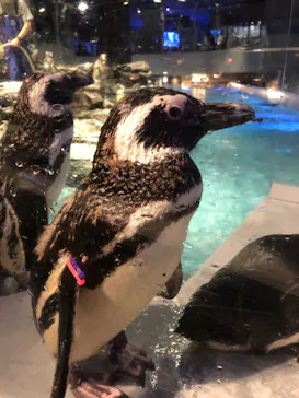 すみだ水族館に投稿された画像（2021/7/28）