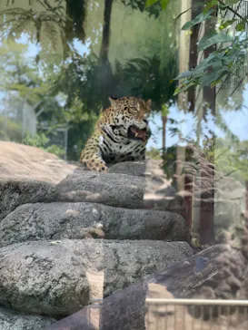 天王寺動物園に投稿された画像（2021/7/29）