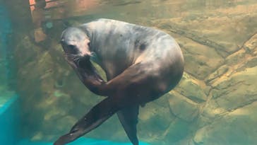 しながわ水族館に投稿された画像（2021/7/29）