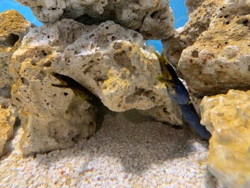 しながわ水族館に投稿された画像（2021/7/29）