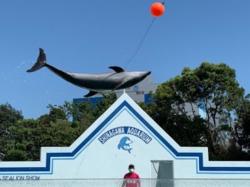 しながわ水族館に投稿された画像（2021/7/29）