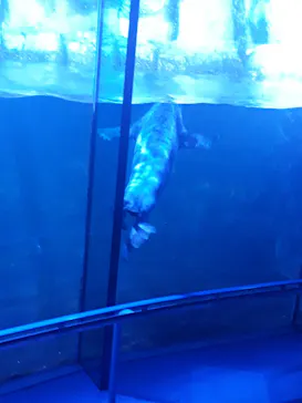 横浜・八景島シーパラダイスに投稿された画像（2021/7/29）