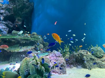 マクセル アクアパーク品川に投稿された画像（2021/7/29）