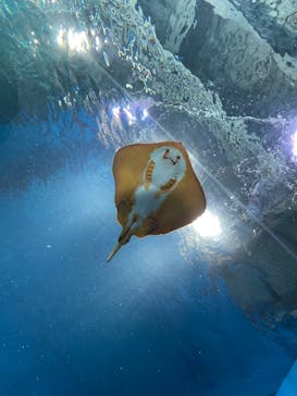 マクセル アクアパーク品川に投稿された画像（2021/7/29）