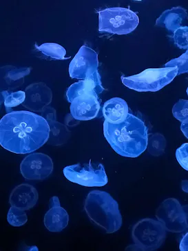 すみだ水族館に投稿された画像（2021/7/29）
