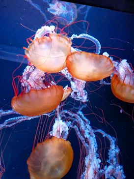 すみだ水族館に投稿された画像（2021/7/29）