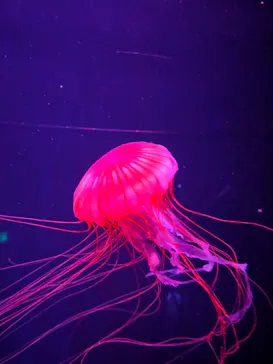 すみだ水族館に投稿された画像（2021/7/29）