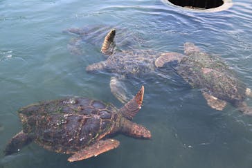 串本海中公園水族館に投稿された画像（2021/7/30）