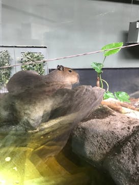 カワスイ 川崎⽔族館に投稿された画像（2021/7/30）