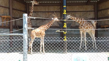 秋吉台自然動物公園 サファリランドに投稿された画像（2021/7/30）