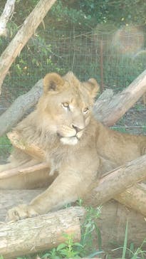 秋吉台自然動物公園 サファリランドに投稿された画像（2021/7/30）