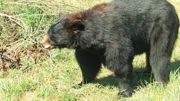 秋吉台自然動物公園 サファリランドに投稿された画像（2021/7/30）