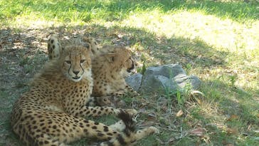 秋吉台自然動物公園 サファリランドに投稿された画像（2021/7/30）