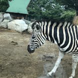 群馬サファリパークに投稿された画像（2021/7/30）