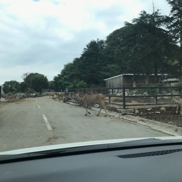 群馬サファリパークに投稿された画像（2021/7/30）