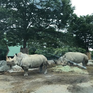 群馬サファリパークに投稿された画像（2021/7/30）