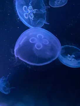 すみだ水族館に投稿された画像（2021/7/30）