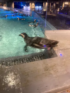 すみだ水族館に投稿された画像（2021/7/30）
