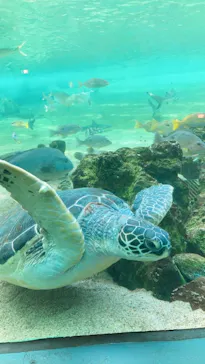 横浜・八景島シーパラダイスに投稿された画像（2021/7/30）