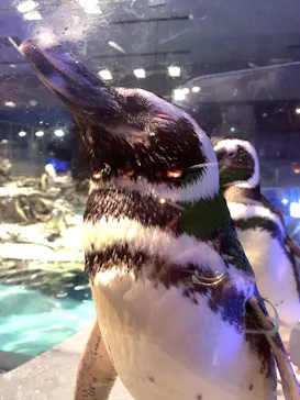すみだ水族館に投稿された画像（2021/7/30）
