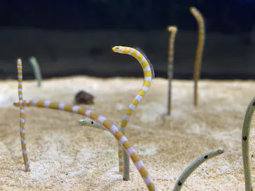 すみだ水族館に投稿された画像（2021/7/30）