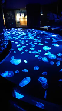 すみだ水族館に投稿された画像（2021/7/30）