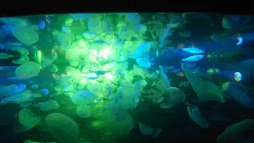 すみだ水族館に投稿された画像（2021/7/30）