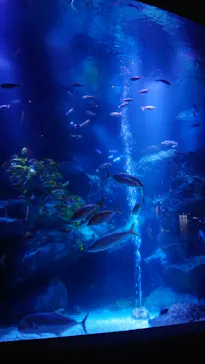 すみだ水族館に投稿された画像（2021/7/30）