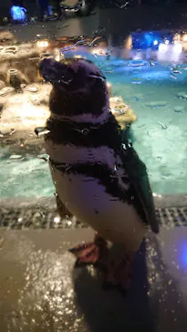 すみだ水族館に投稿された画像（2021/7/30）