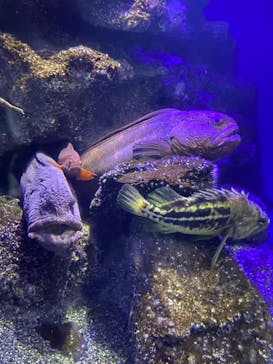 新江ノ島水族館に投稿された画像（2021/7/30）