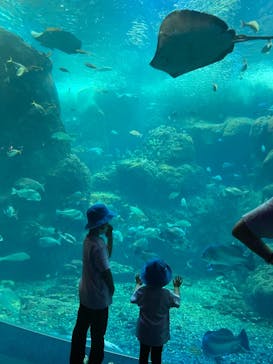 新江ノ島水族館に投稿された画像（2021/7/30）