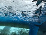 サンシャイン水族館に投稿された画像（2021/7/31）