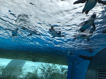 サンシャイン水族館に投稿された画像（2021/7/30）