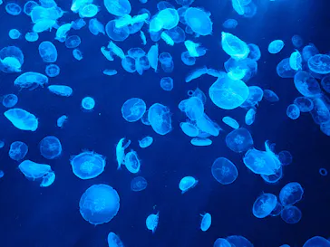 すみだ水族館に投稿された画像（2021/7/30）