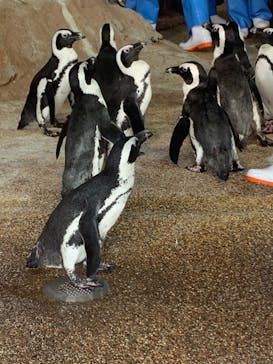 京都水族館に投稿された画像（2021/7/30）