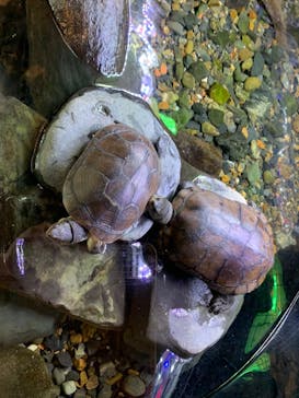 京都水族館に投稿された画像（2021/7/30）