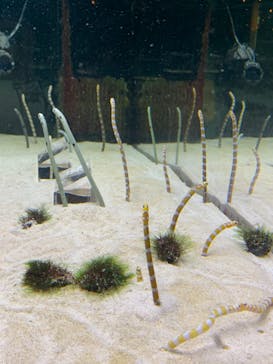 京都水族館に投稿された画像（2021/7/30）