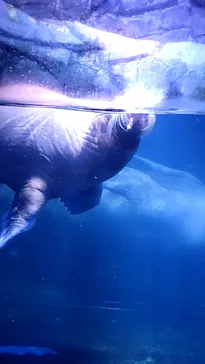 横浜・八景島シーパラダイスに投稿された画像（2021/7/31）