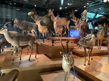 国立科学博物館に投稿された画像（2021/7/31）