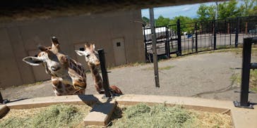 旭川市旭山動物園に投稿された画像（2021/7/31）