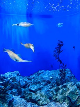 サンシャイン水族館に投稿された画像（2021/7/31）