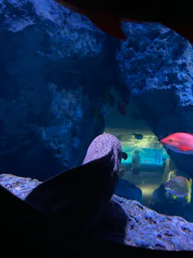 すみだ水族館に投稿された画像（2021/7/31）